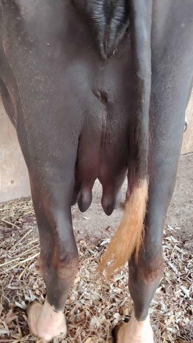 ભેંસ વેચવાની છે