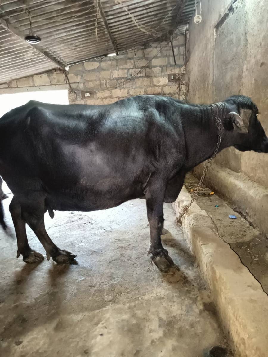 ભેંસ વેચવાની છે