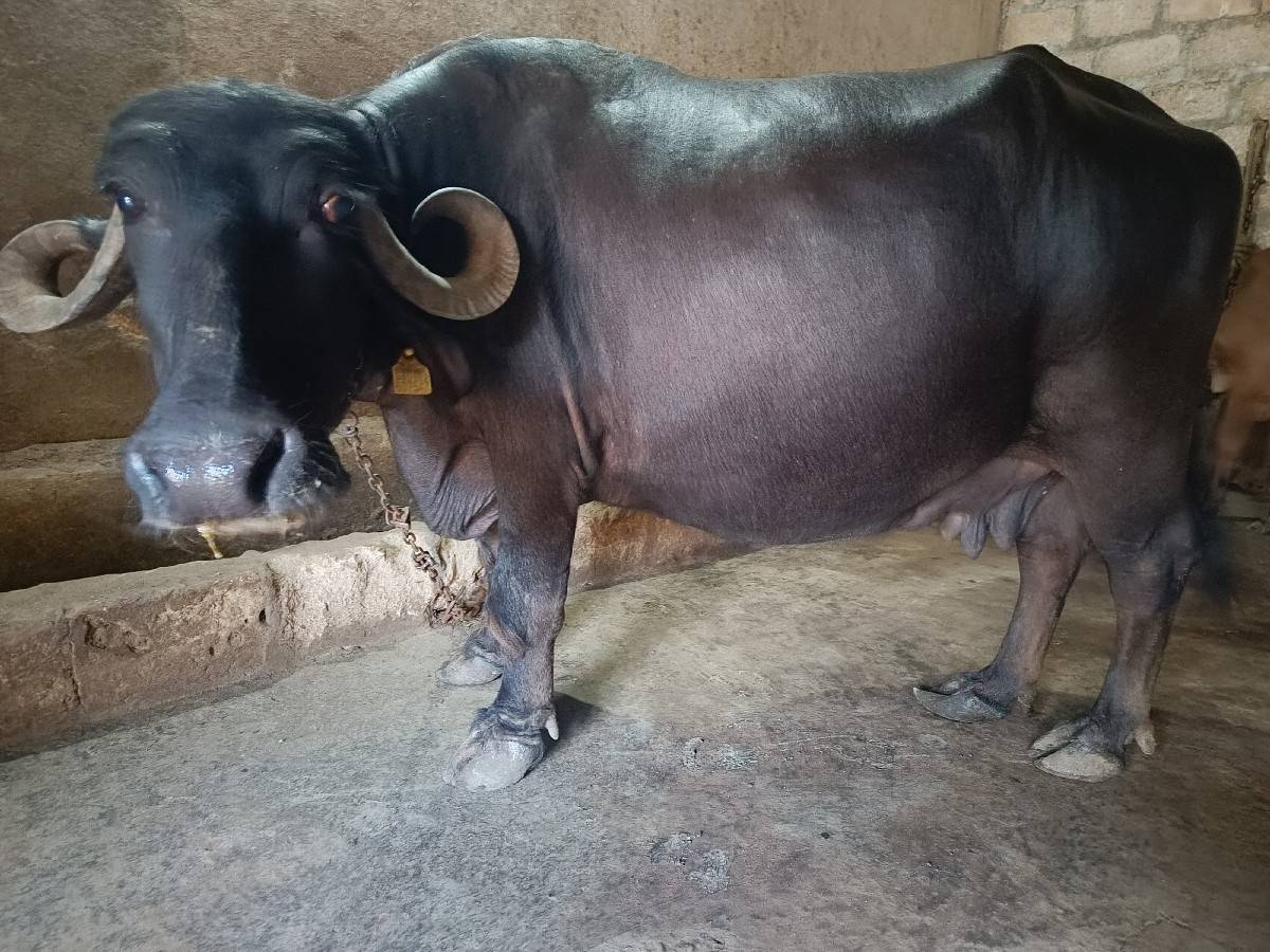 ભેંસ વેચવાની છે