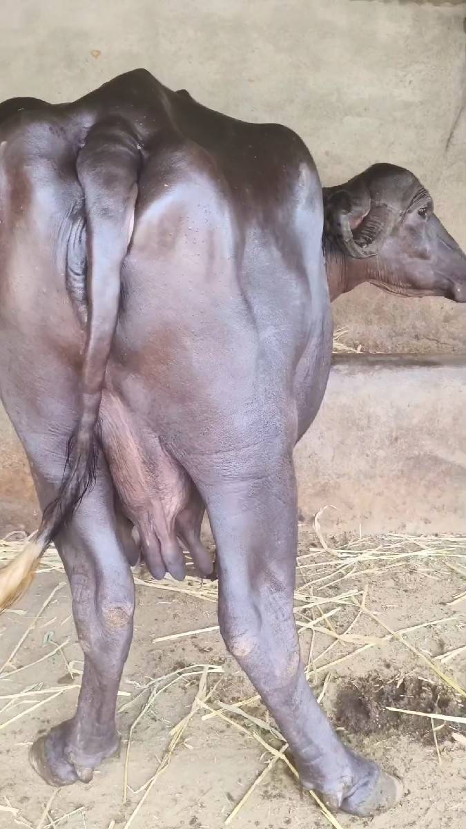 બીજુ વેતર ભેંસ વેચવાની છે