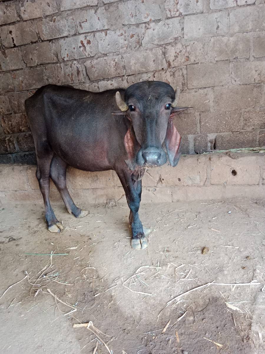 2 પાડીઓ વેચવાની છે