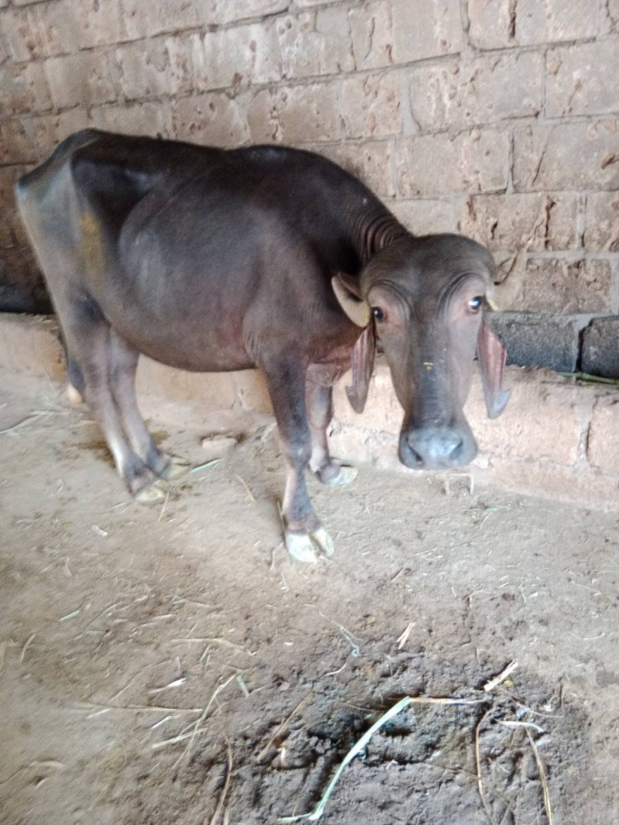 2 પાડીઓ વેચવાની છે
