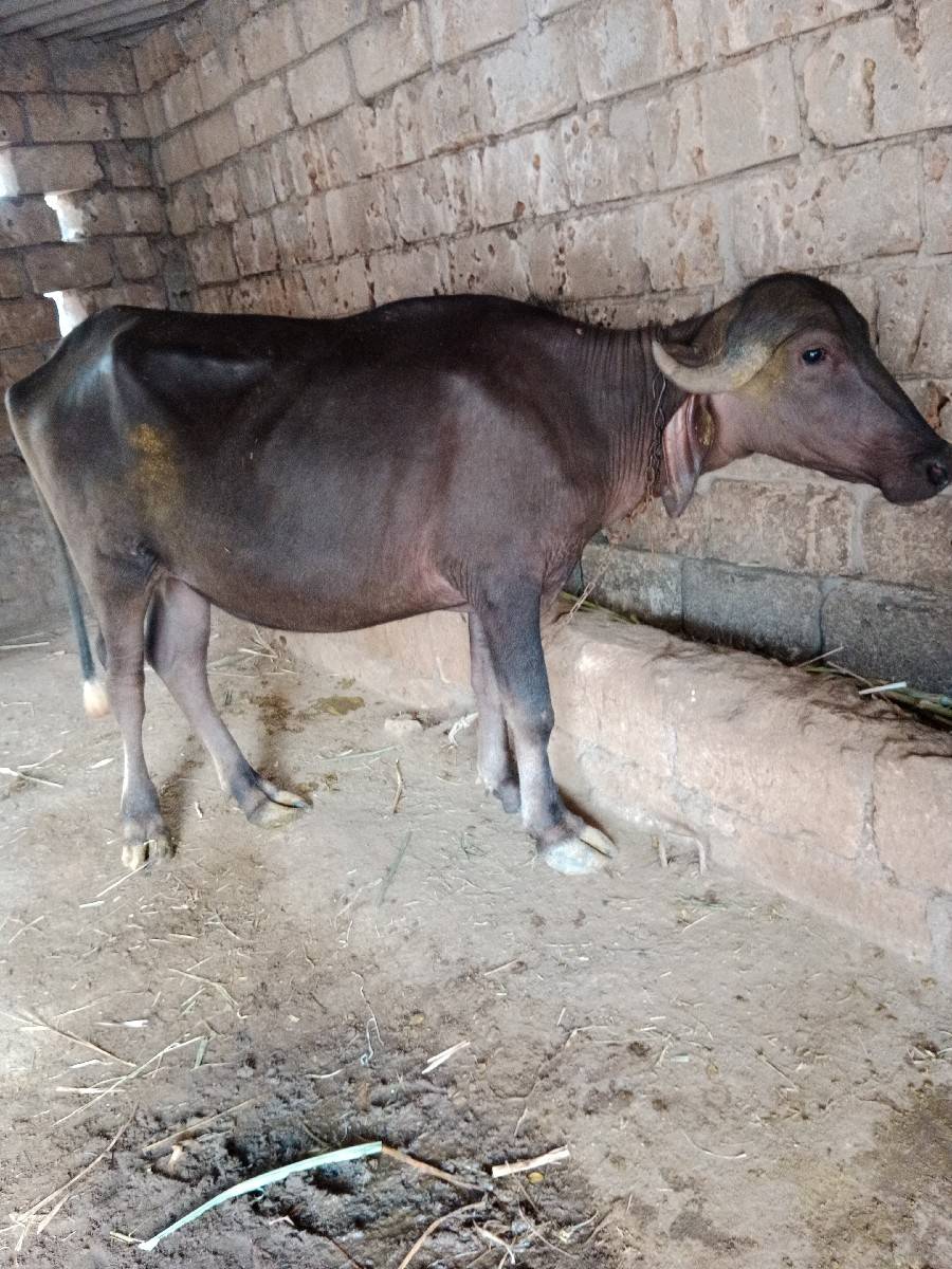 2 પાડીઓ વેચવાની છે