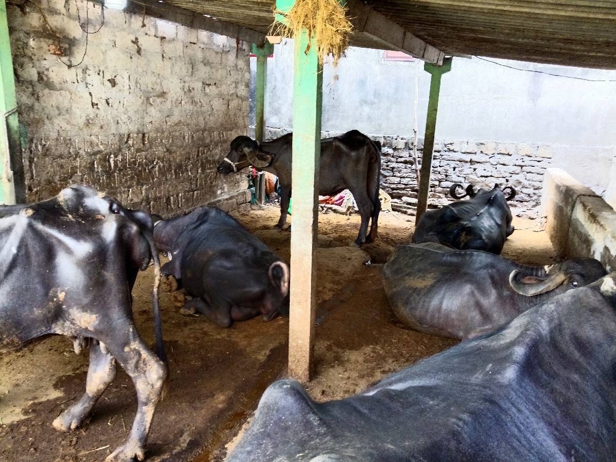 આ છ ભૈસૂ વેચવાની છે