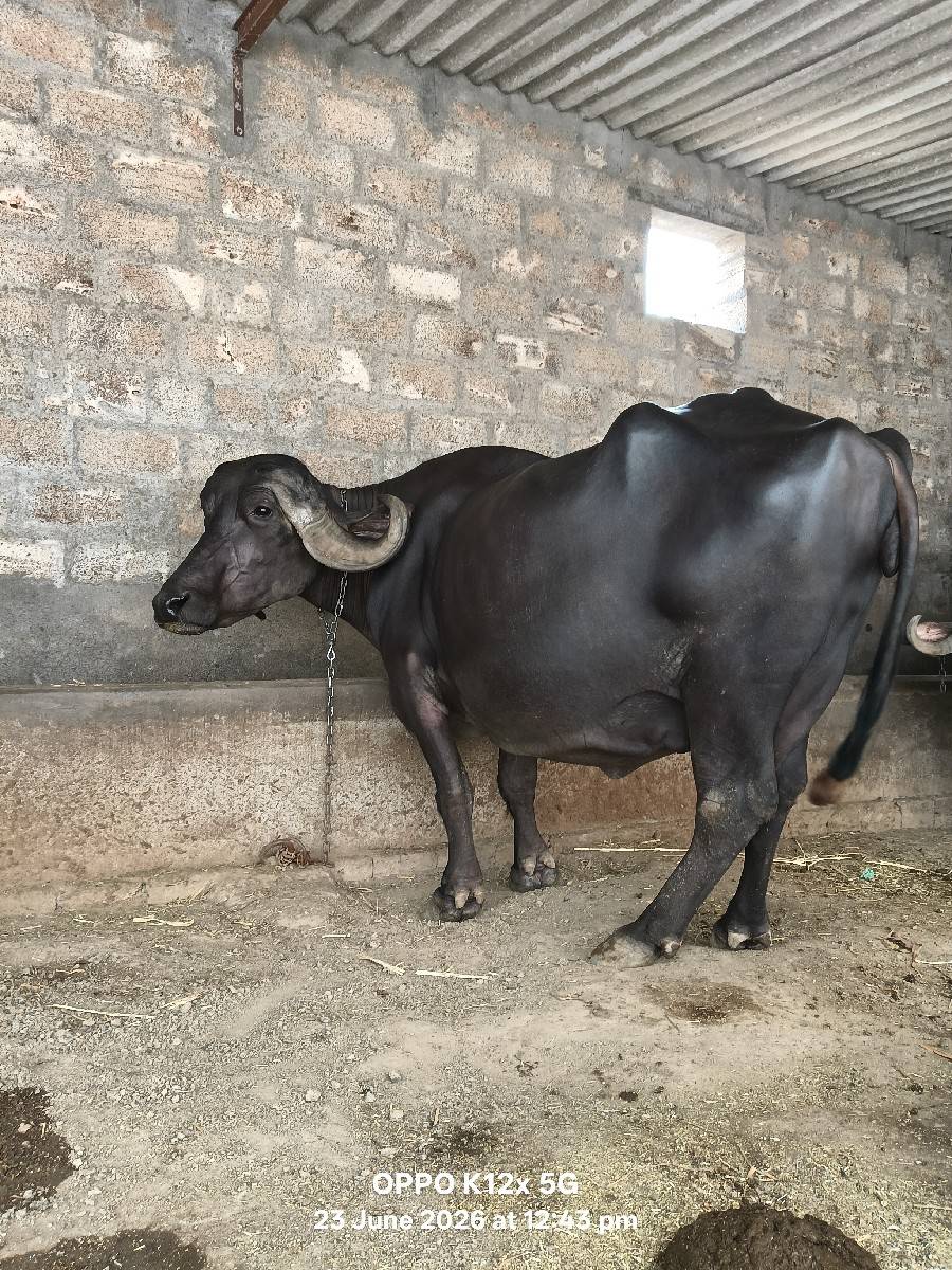 ભેશ વેચવાની છે