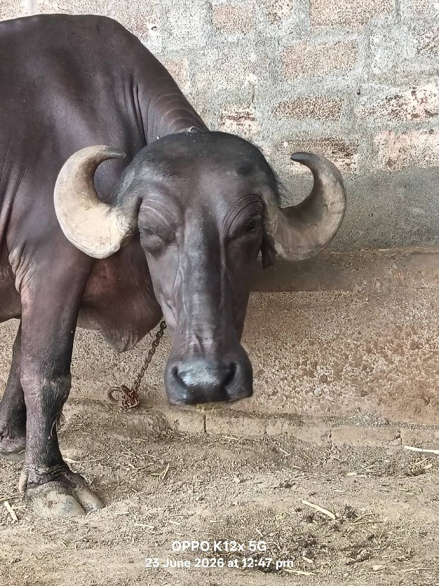 ભેશ વેચવાની છે