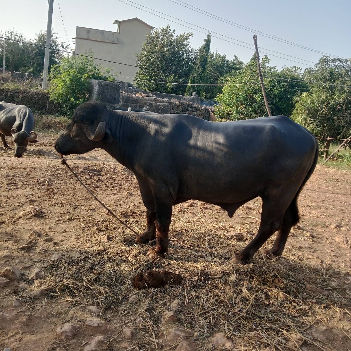 પાડો વેચવાનો છે