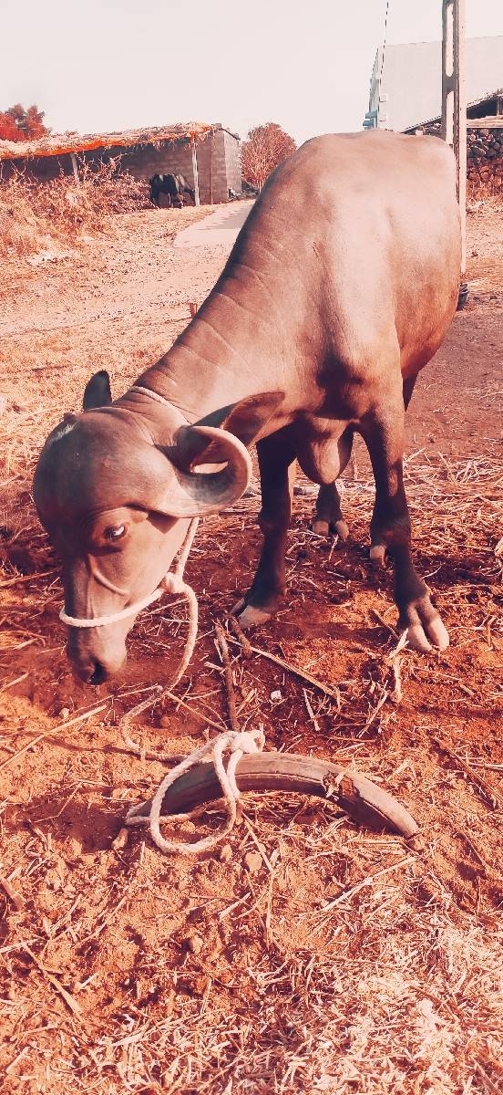 બે.. ખડેલિ.વેસવાનિ.સે