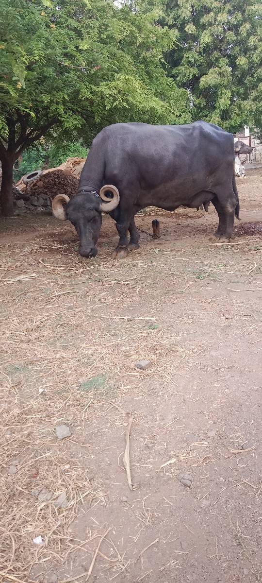 ભેંસ વેચવાની છે