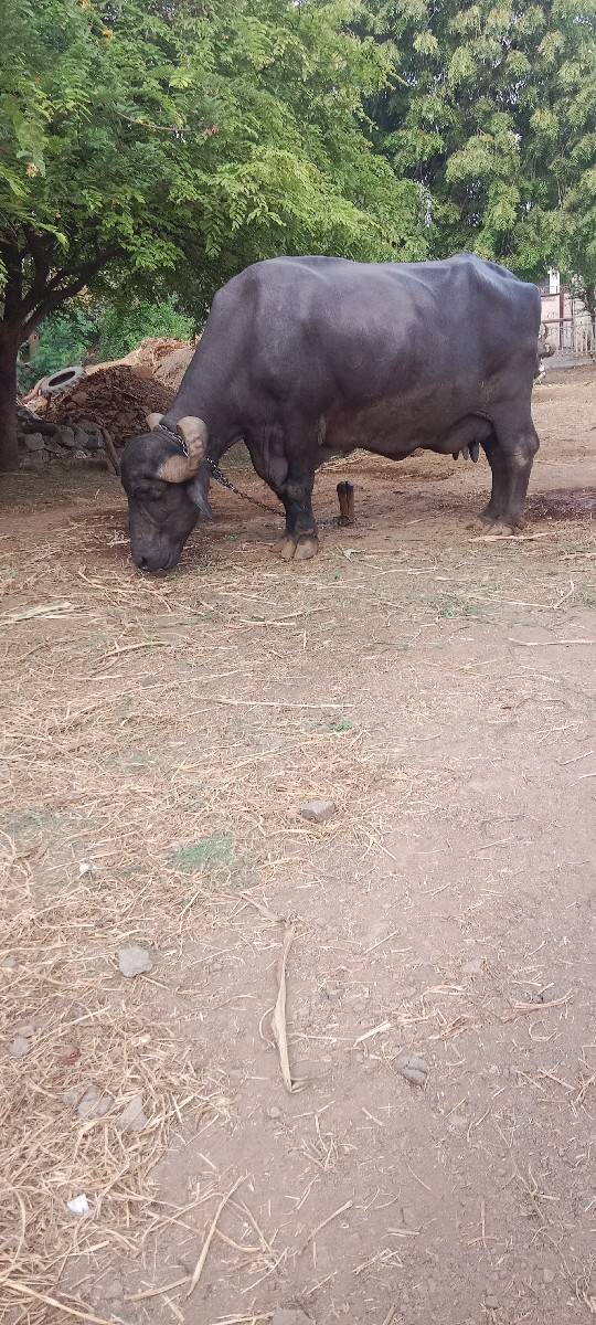ભેંસ વેચવાની છે