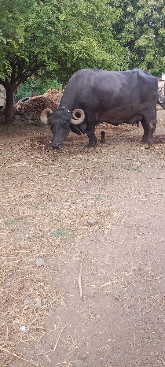 ભેંસ વેચવાની છે