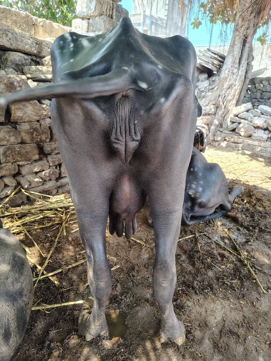 5 ચ મનાનોધાભણી 2લીટર