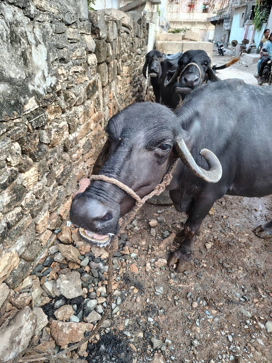 5 ચ મનાનોધાભણી 2લીટર