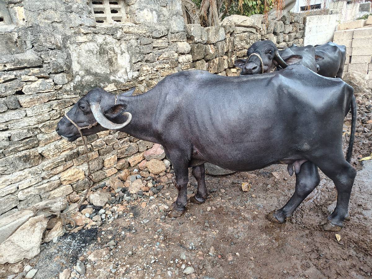 5 ચ મનાનોધાભણી 2લીટર