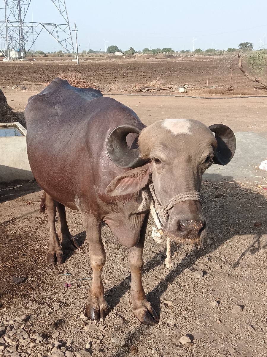 બે ભેંસ વેચવાની છે