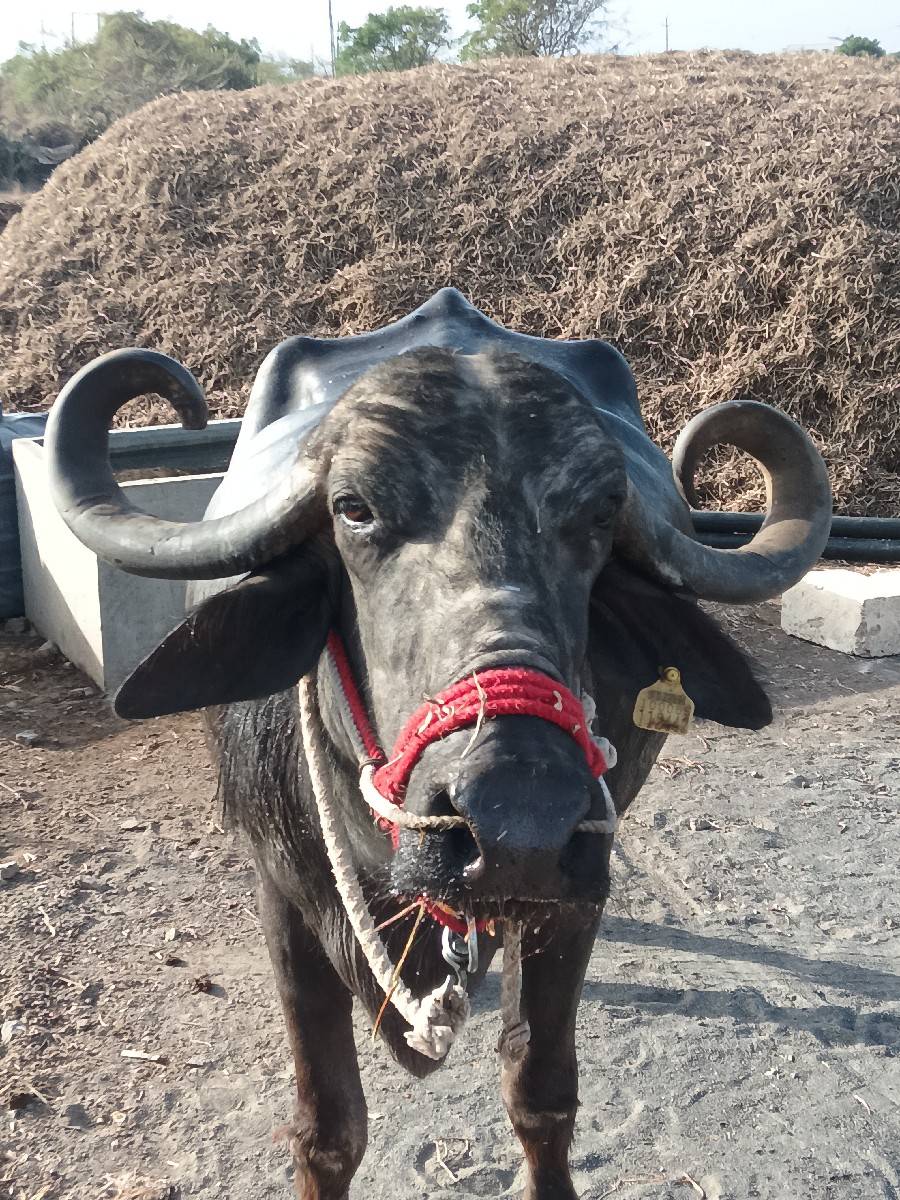 બે ભેંસ વેચવાની છે