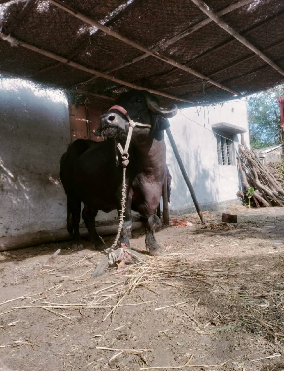 ભેંશ વેશવાની છે