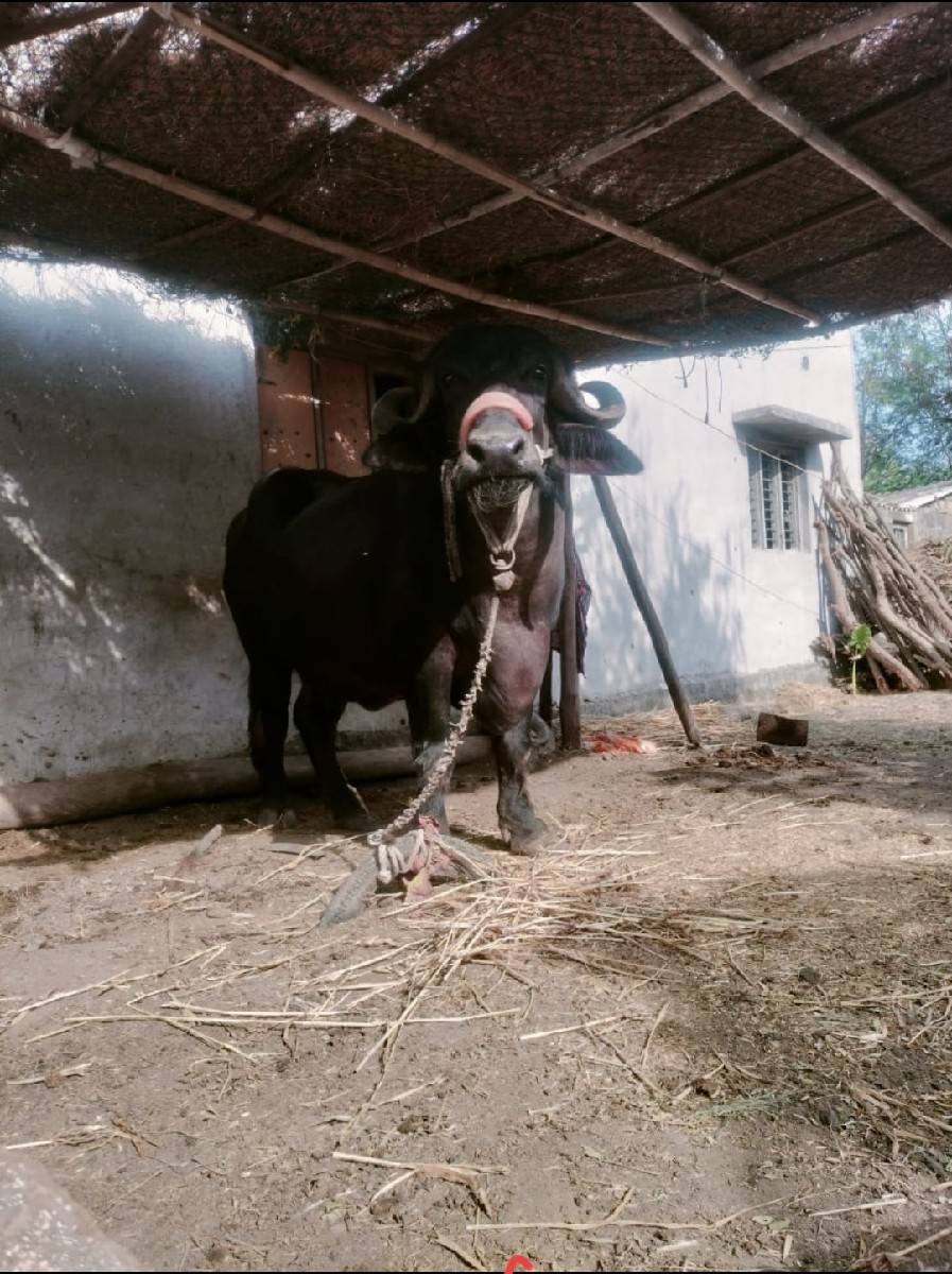 ભેંશ વેશવાની છે