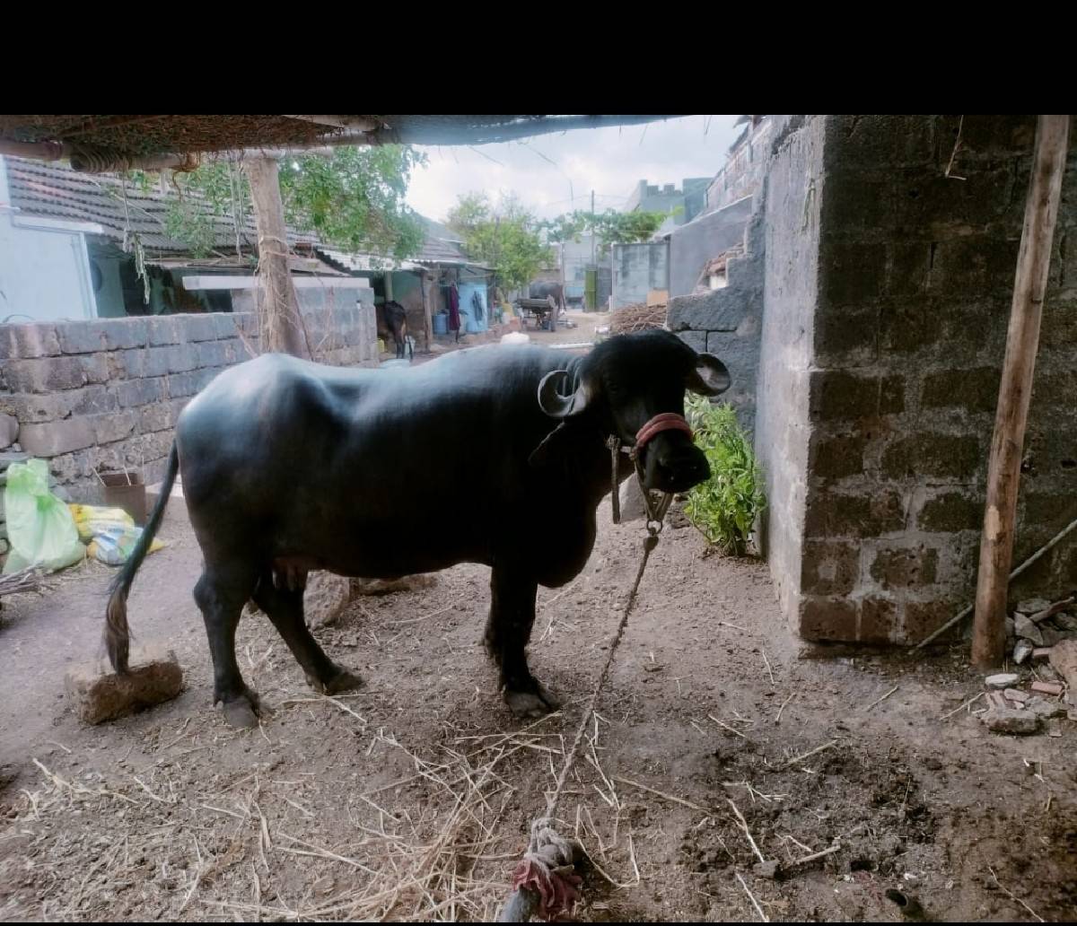 ભેંશ વેશવાની છે