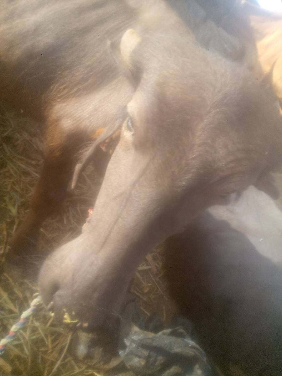 પાડી વેચવાની છે