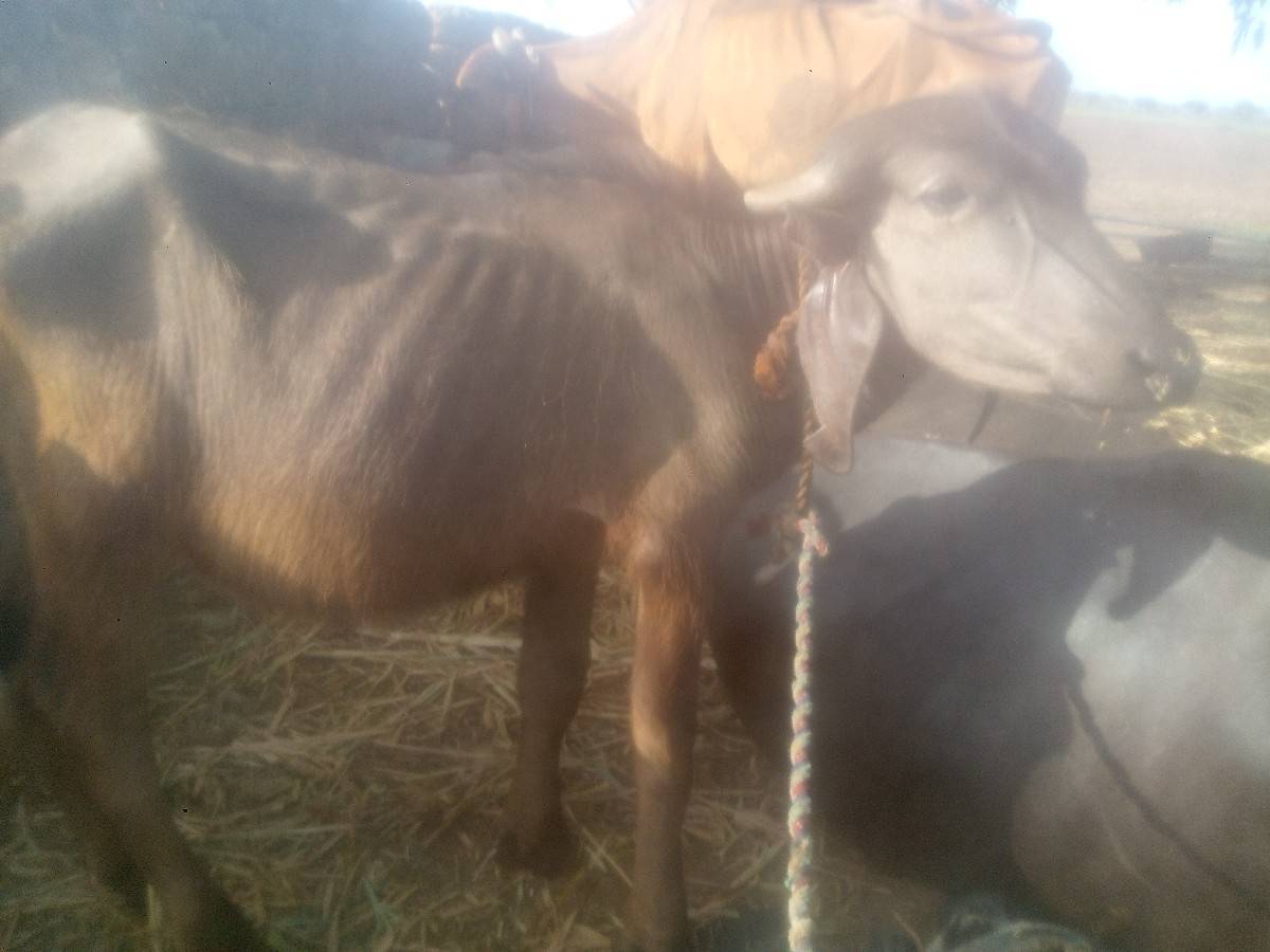 પાડી વેચવાની છે