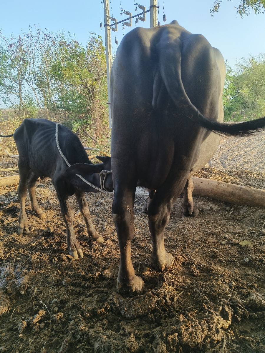 ભેંસ વેચવાની છે ભાઈ