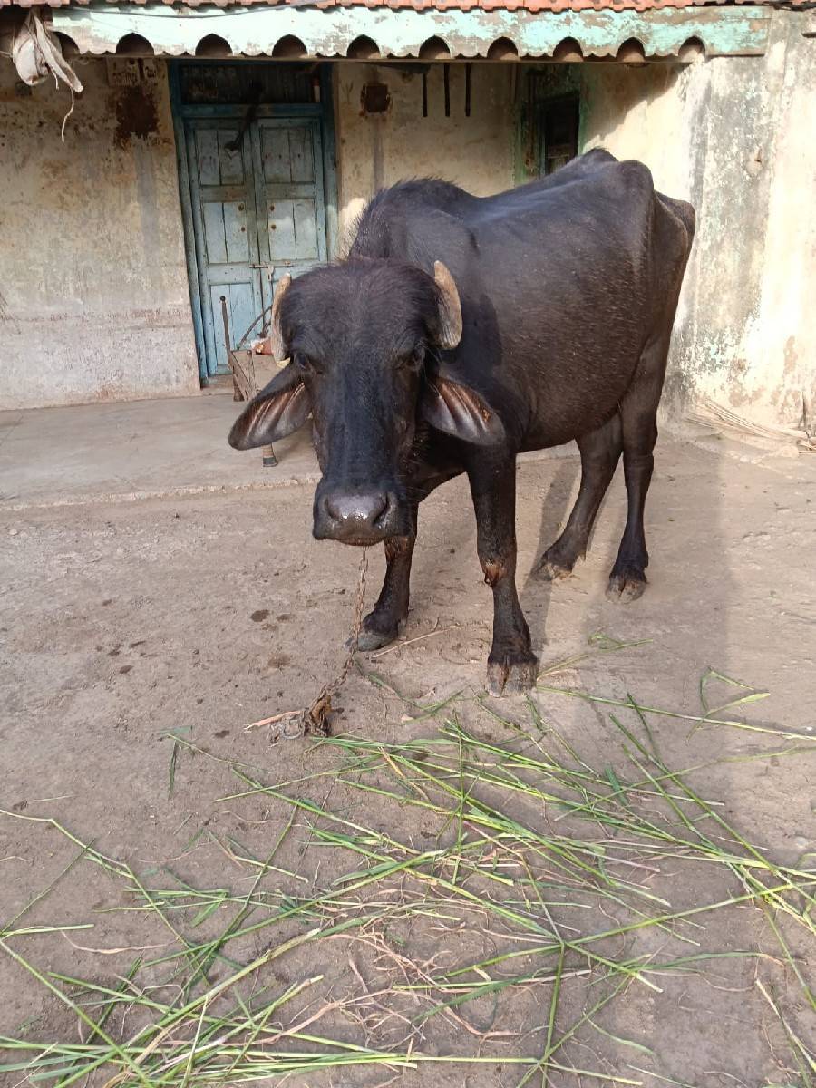 ખાંડેલા વેસવના છે