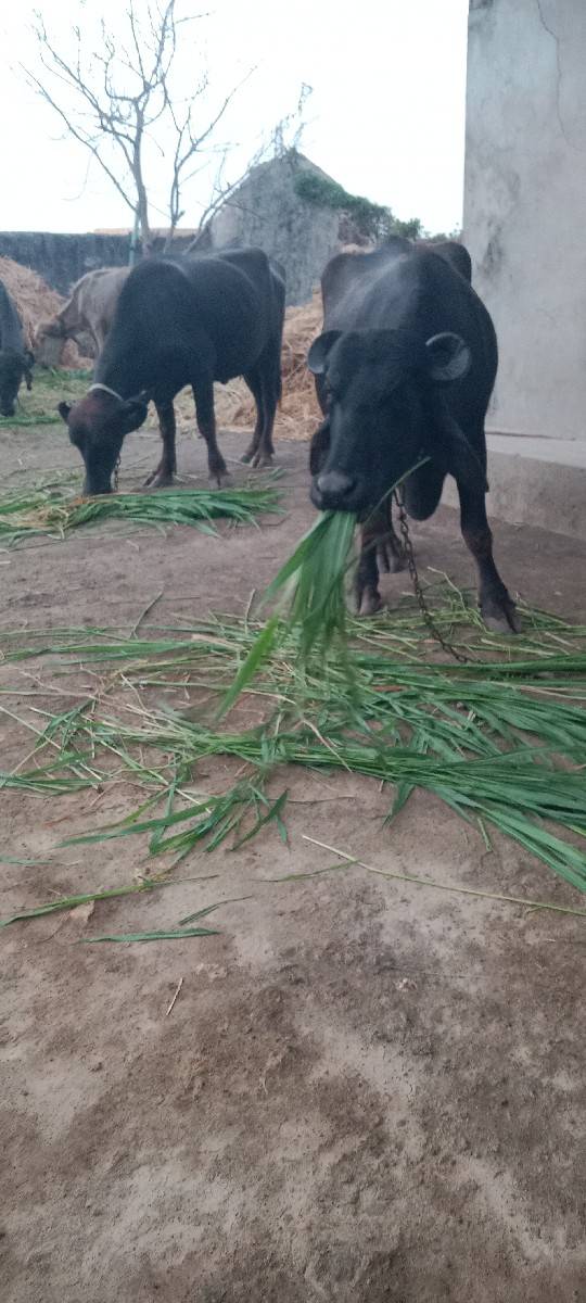 ખાંડેલા વેસવના છે
