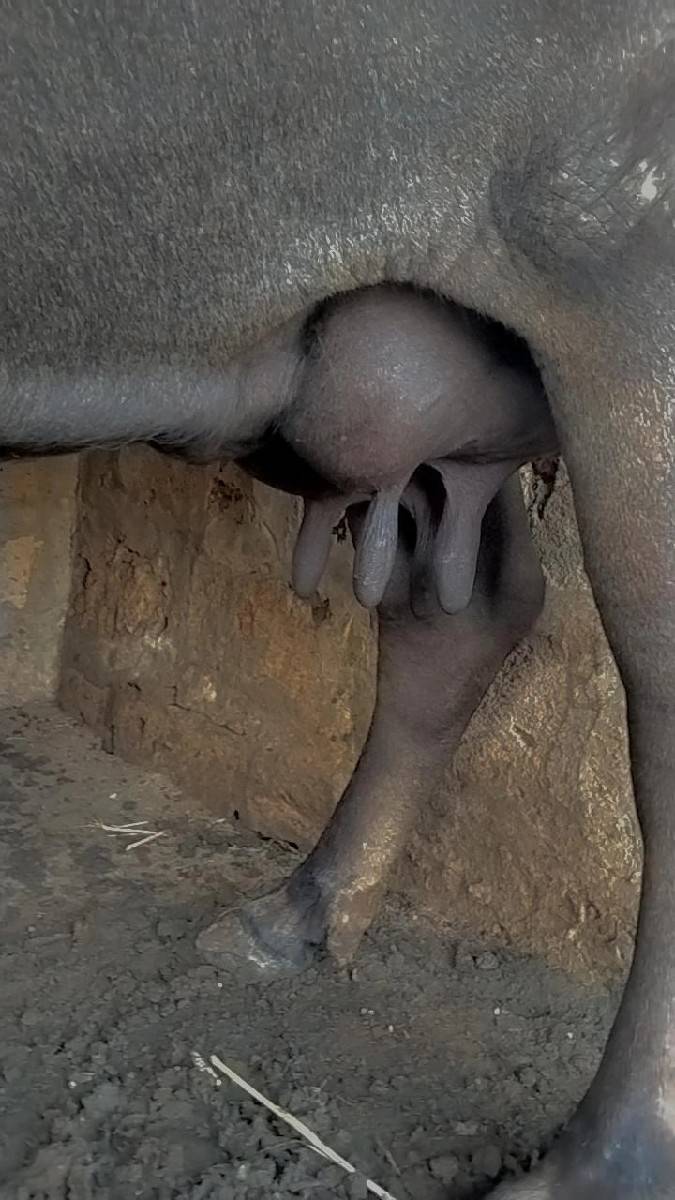 મહિના ની વિયાણેલ