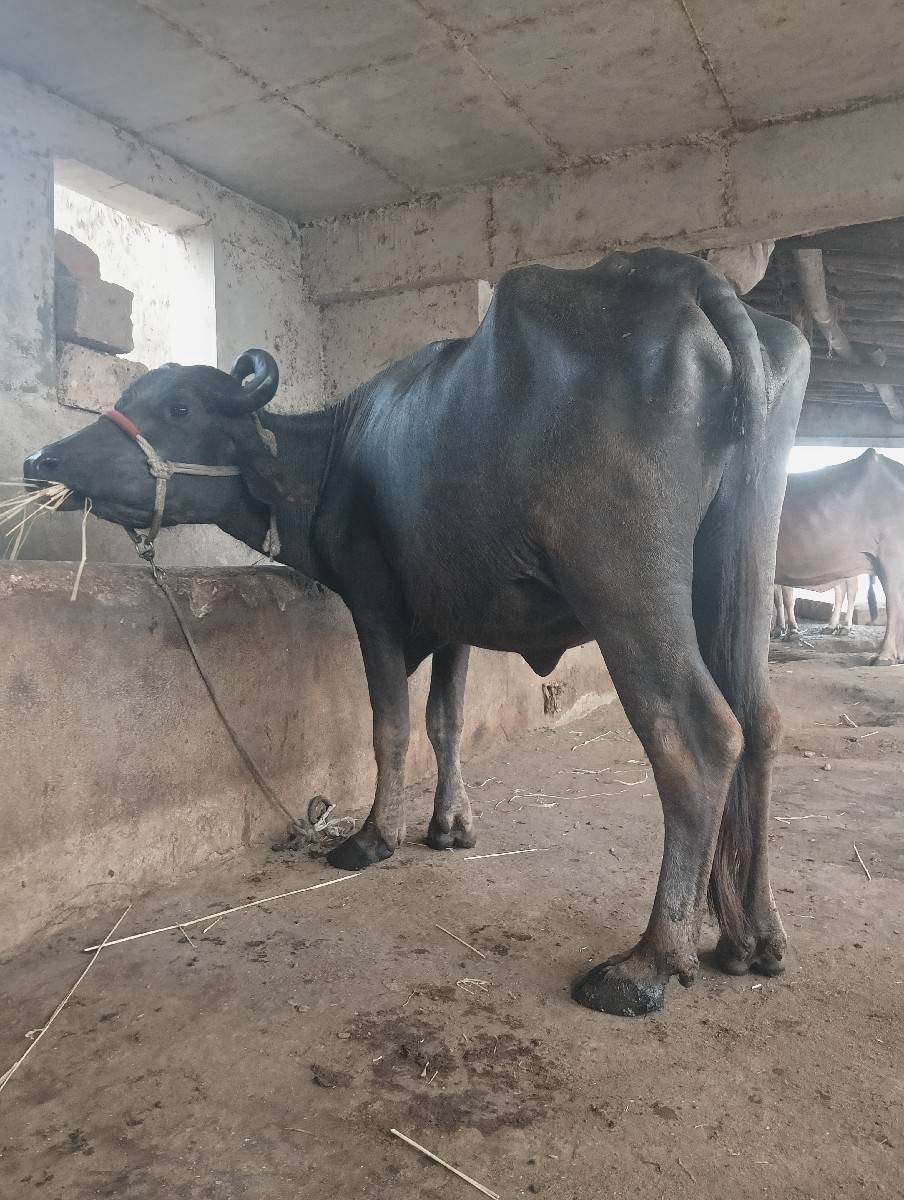 ભેંસ વેચવાની છે