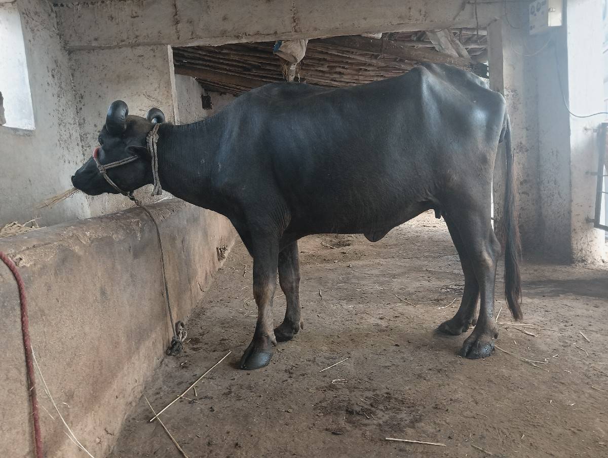 ભેંસ વેચવાની છે