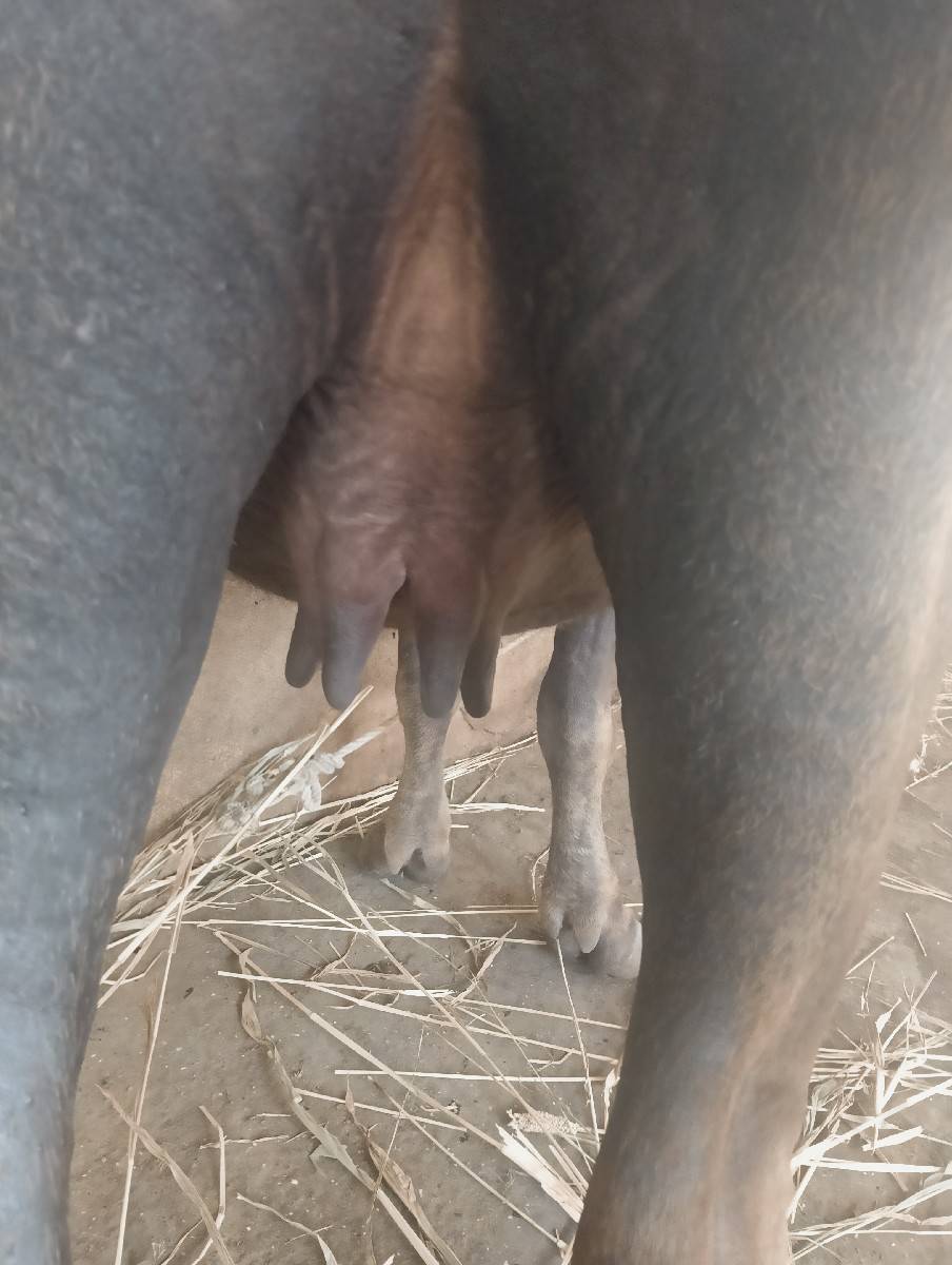 ભેંસ વેચવાની છે
