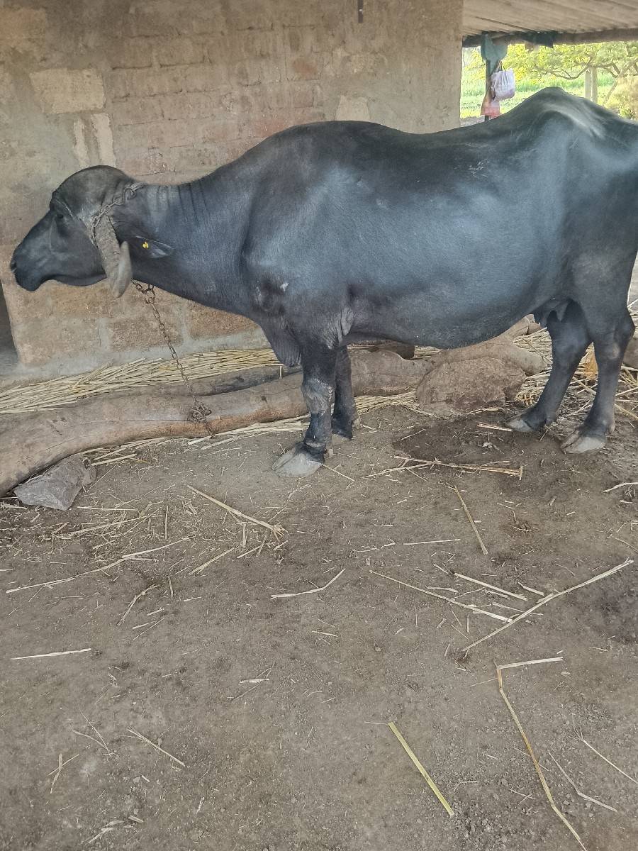 ભેંસ વેચવાની છે