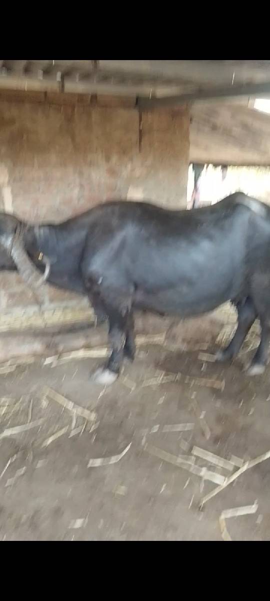 ભેંસ વેચવાની છે