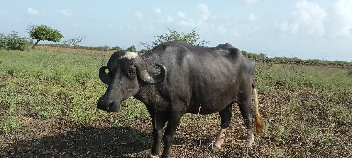 પેલું વેતર છે 9510199717
