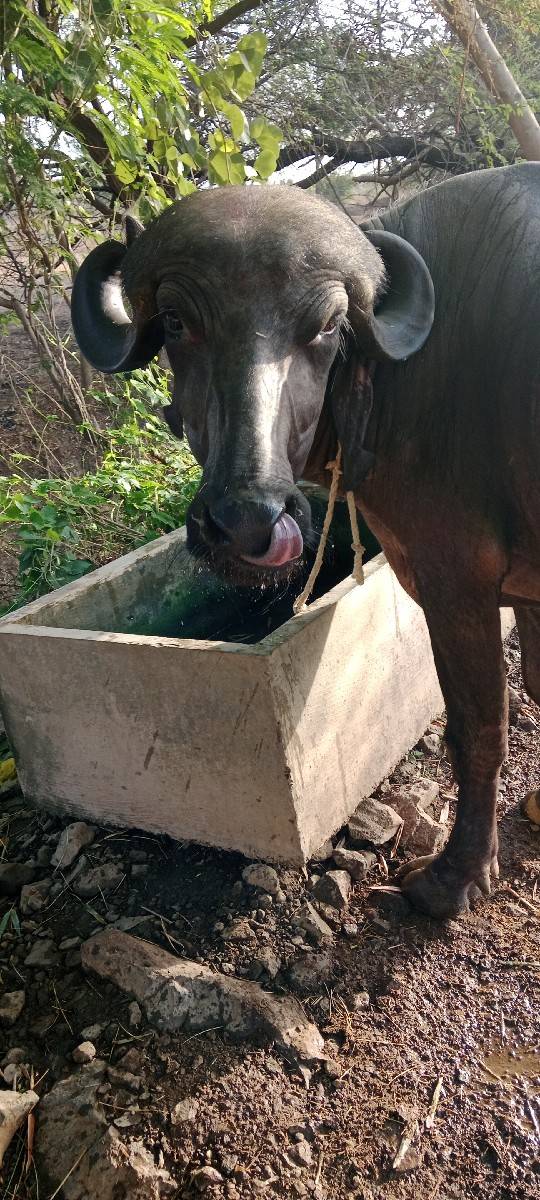 આ ખડેલી વેશવાની છે