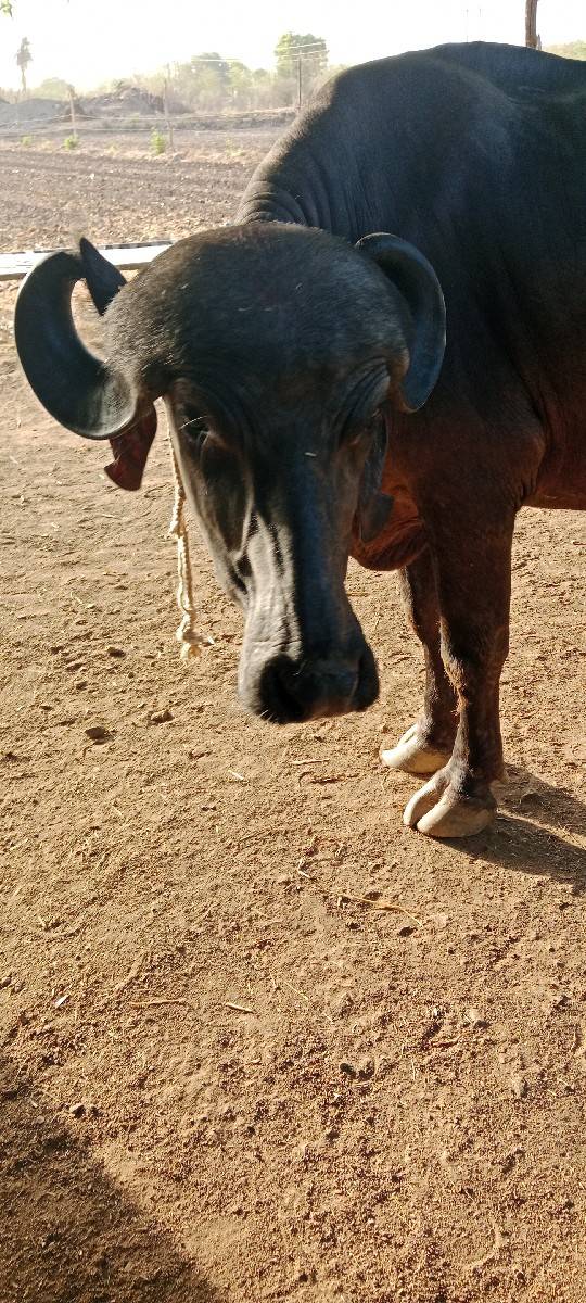 આ ખડેલી વેશવાની છે