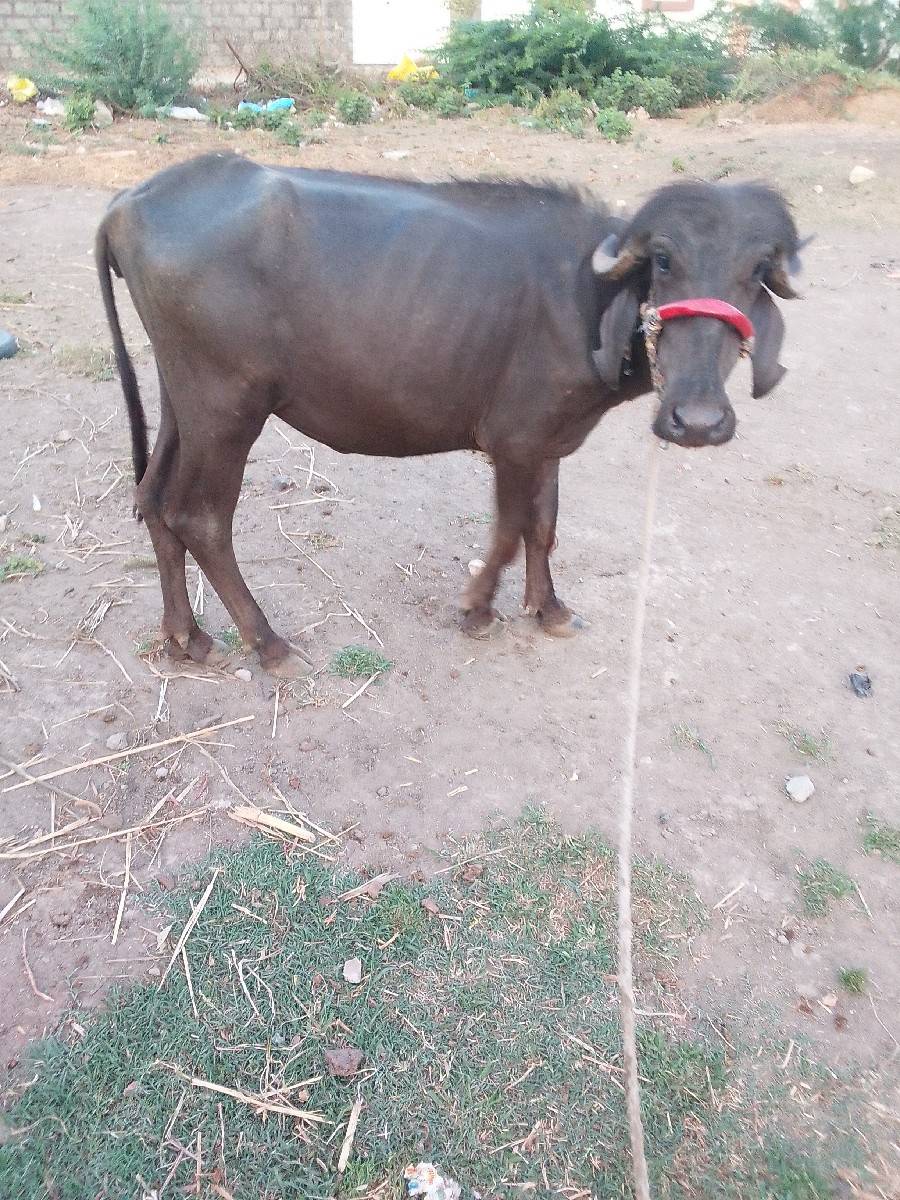 kuttywana