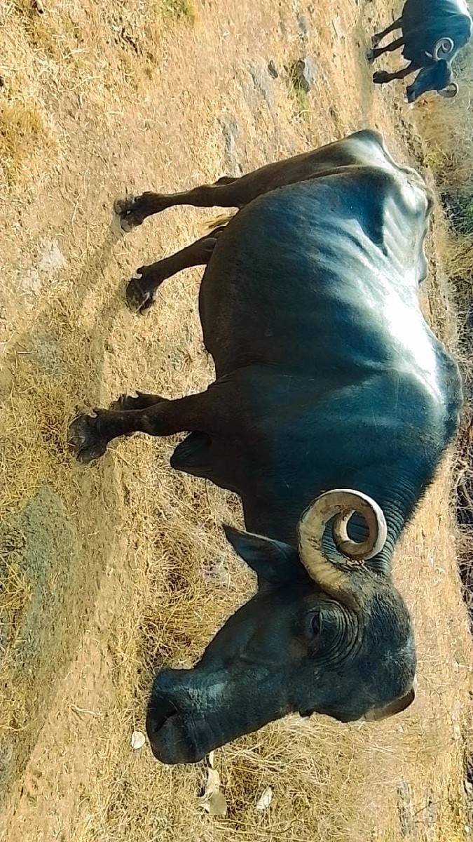 ભેંસ વેચવા ની છે