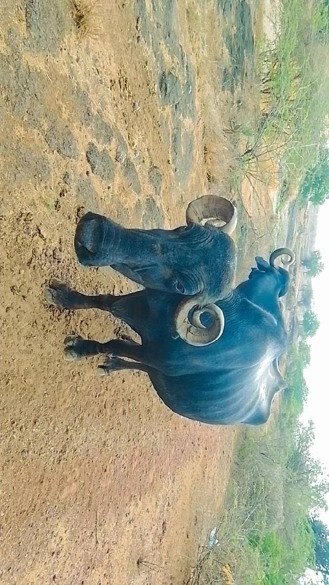 ભેંસ વેચવા ની છે