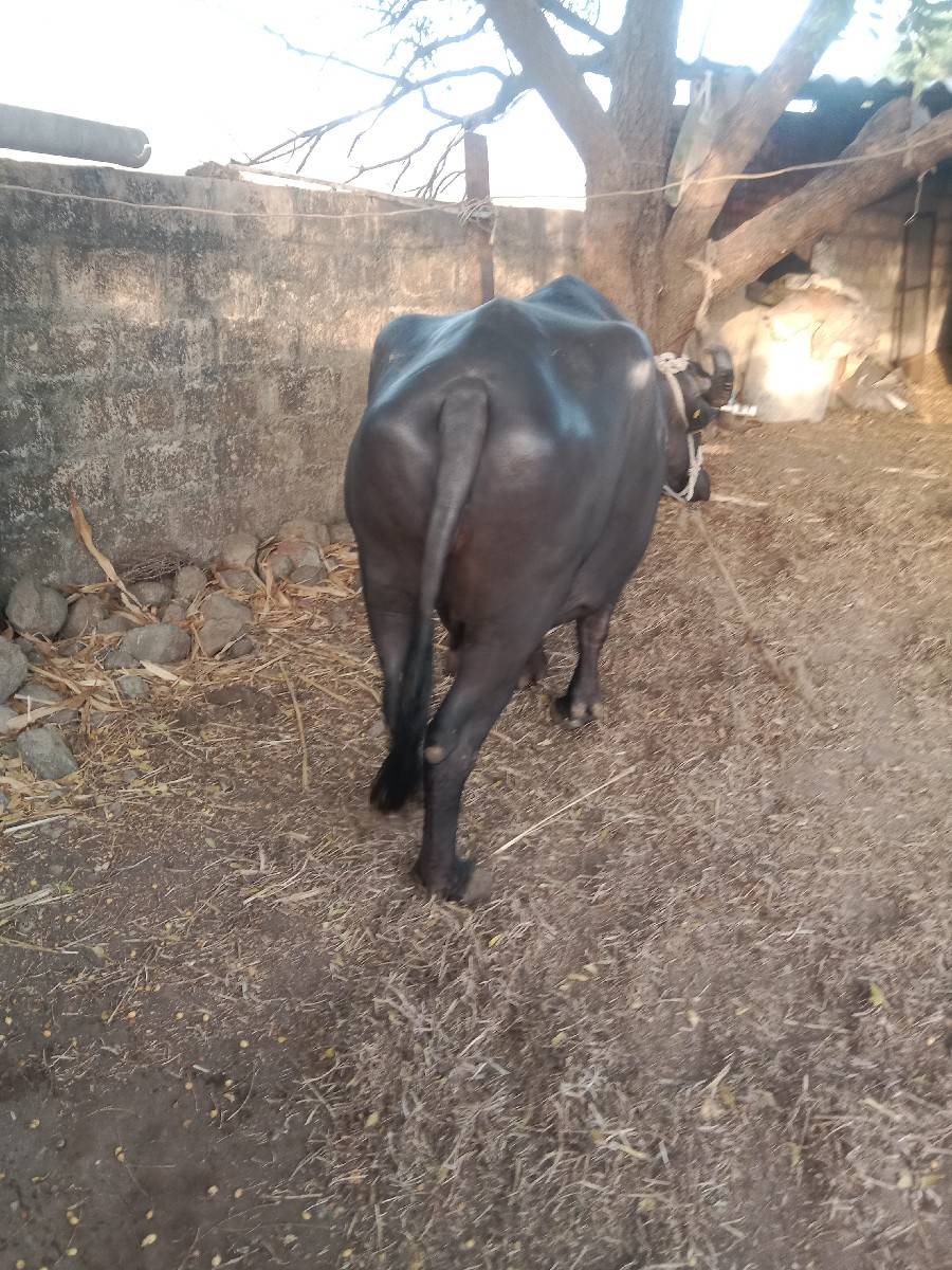 ભેંસ વેચવાની છે