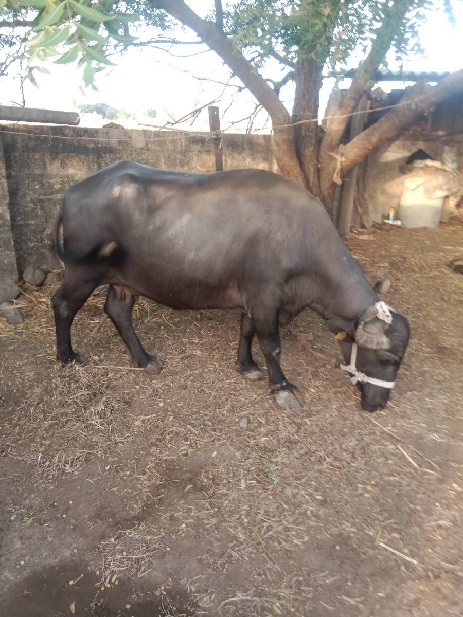 ભેંસ વેચવાની છે