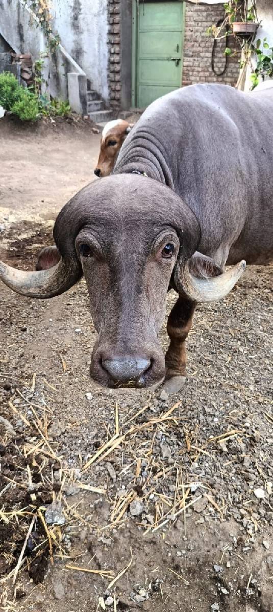 ભેંસ વેચવાની છે