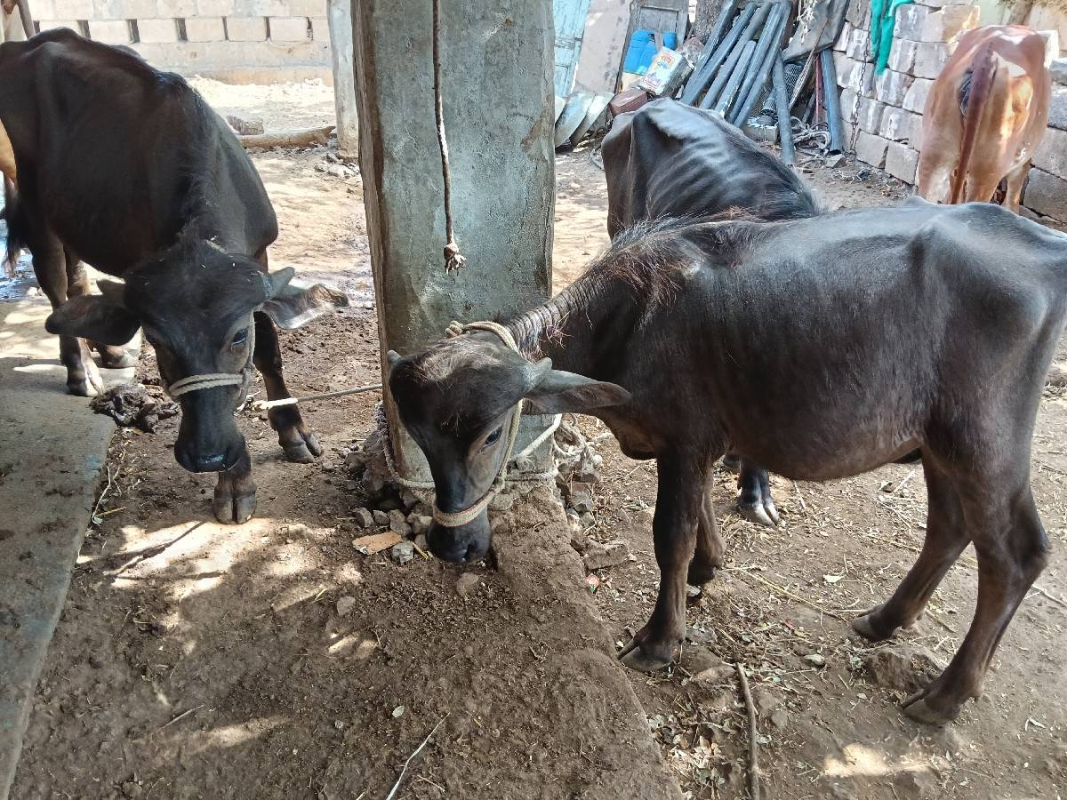 3.  PADI. VSVANI. SA