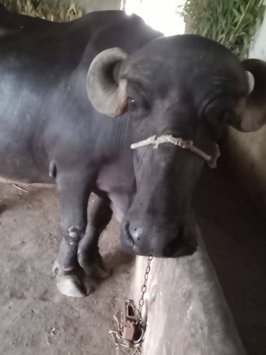 ભેંસ વેવાની છે વેતર 2