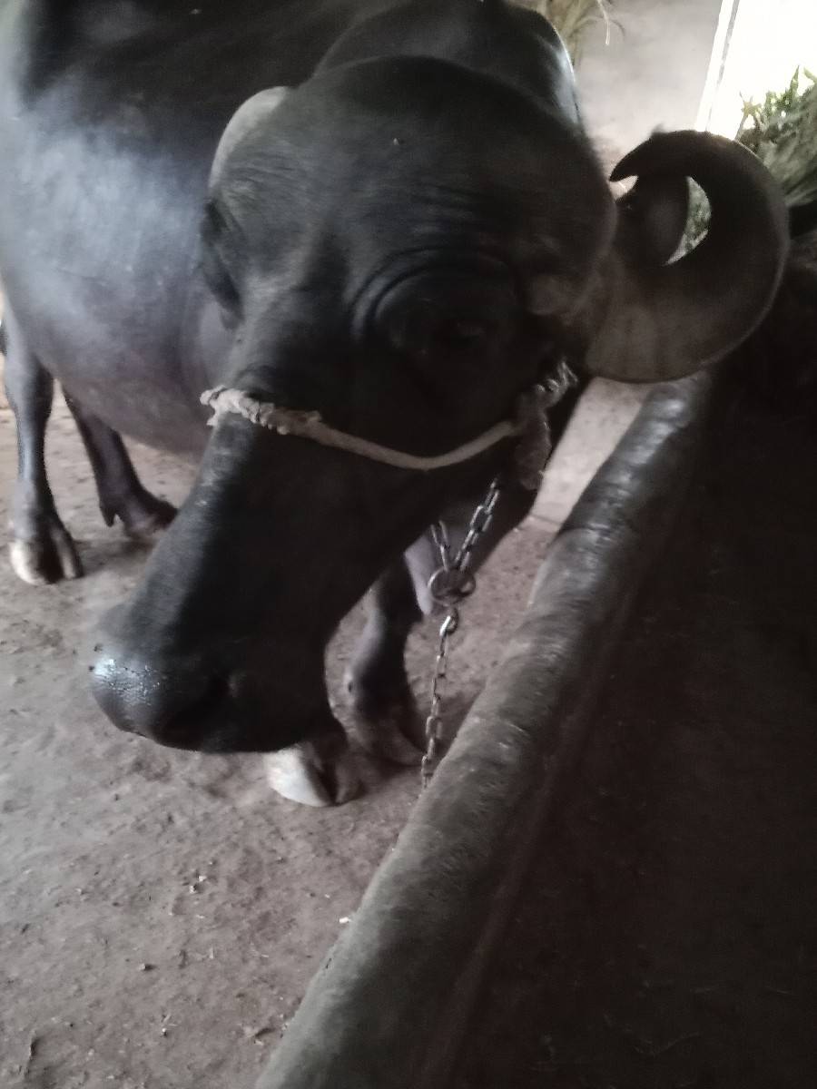 ભેંસ વેવાની છે વેતર 2