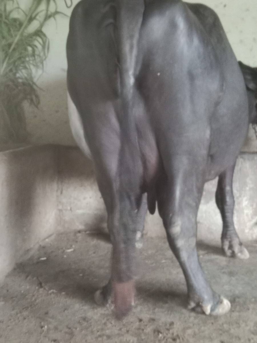 ભેંસ વેવાની છે વેતર 2