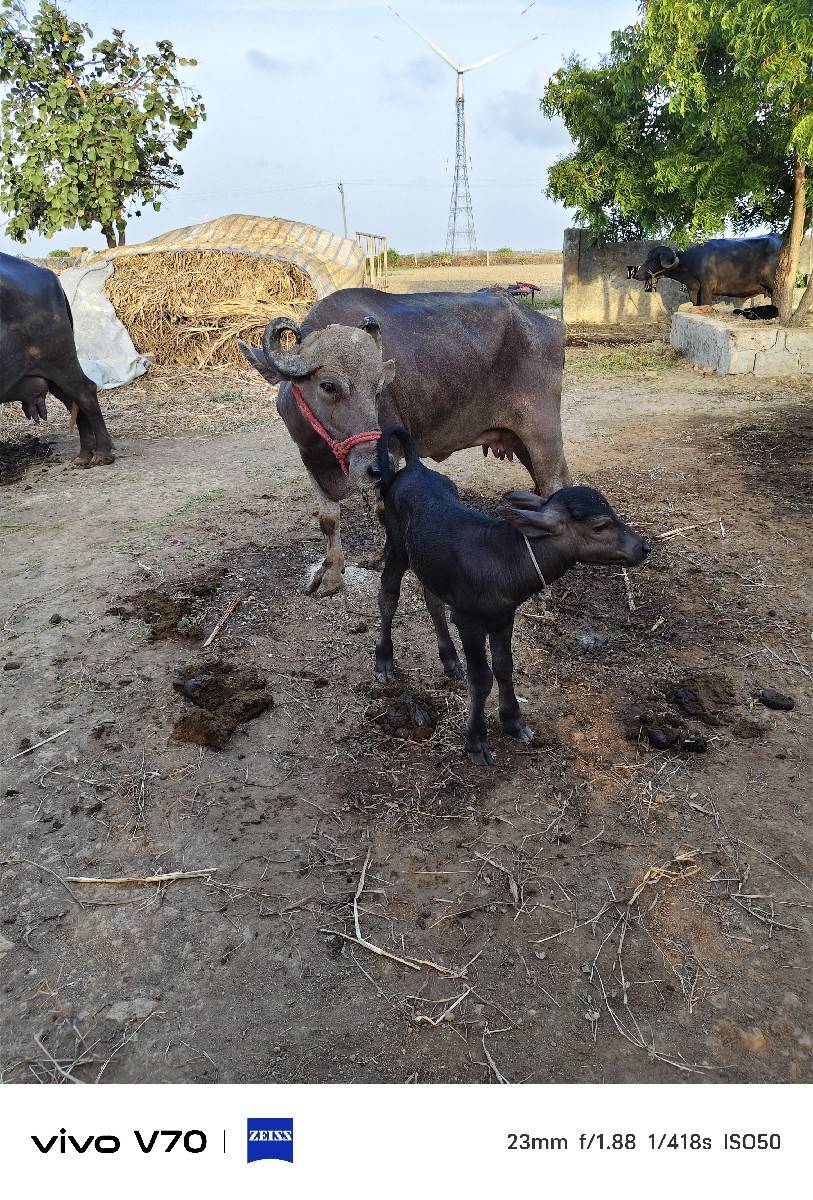 ભેંસ વેચવાની છે
