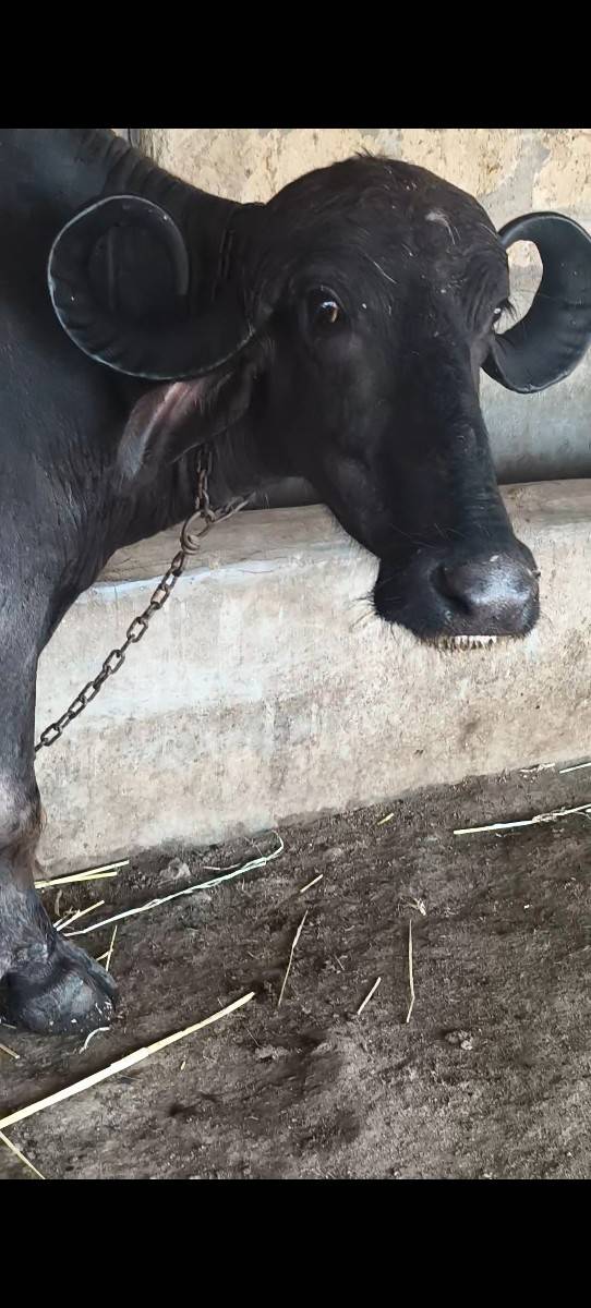 પેલા વેતર ની ખણેલી વેચવાની છે