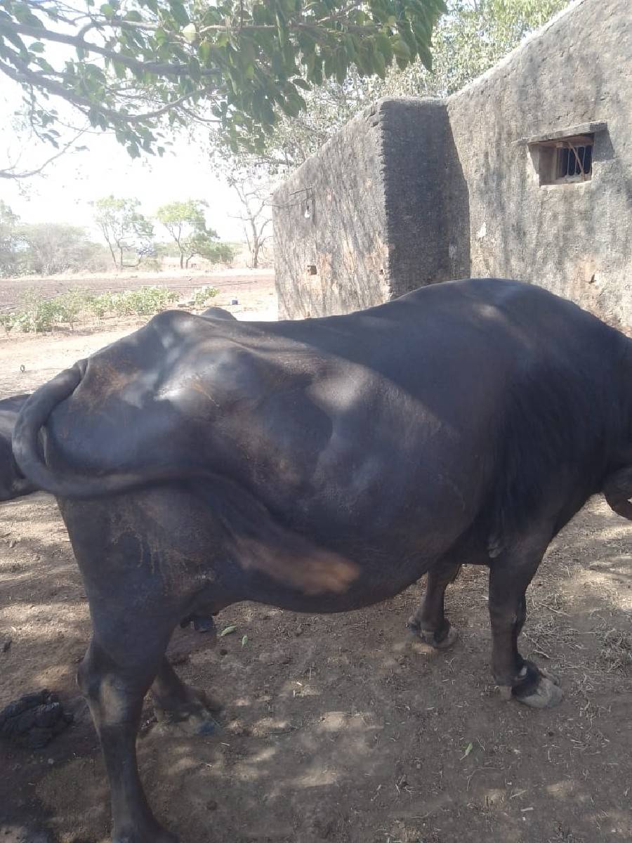 8 દીવસ ની કાચી 4વેતર